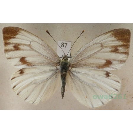 Pieris bryoniae (Hübner, 1806) female Bielinek bryonie Croatia87